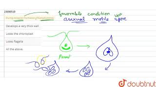 During zoospore formation Chlamydomonas [upl. by Niwdla724]