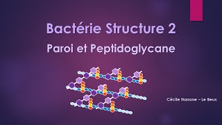 Bactérie Structure 2 PAROI BACTERIENNE et PEPTIDOGLYCANE sans musique de fond [upl. by Zetrok]