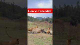 Lion attack big crocodile Lion vs crocodile fight shorts lion crocodile fighting [upl. by Madriene]