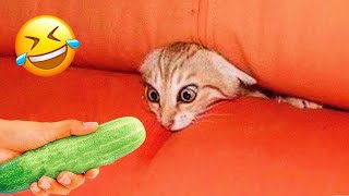 Funniest Animals 2023 😹 Best Funny Cats and Dogs Videos 😂🐶 Part 14 [upl. by Inahet]