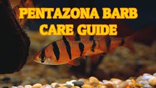 Pentazona Barb Five Banded Barb  Care Guide  Species Spotlight [upl. by Ihtraa]