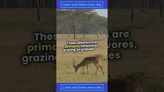 41 Learning  Antelope Natures Speedy Marvels Uncovered english learning LearningEnglish [upl. by Eedoj]