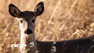 Accouplement de chevreuils avec une fin inusitée [upl. by Teri]