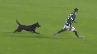 7 Funny Appearances of Dogs on the Football Field [upl. by Aylsworth]