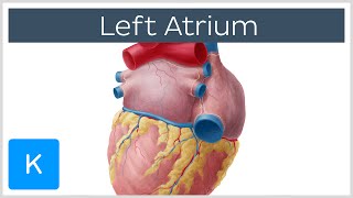 Left Atrium Heart Chamber Anatomy  Human Anatomy  Kenhub [upl. by Lletnahs]