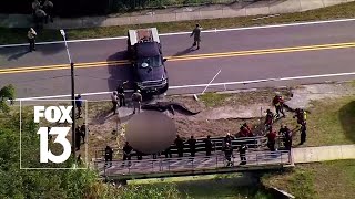 Massive Florida gator involved in death [upl. by Meesan]