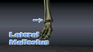 Anatomy of Ankle Fractures [upl. by Yorgen]