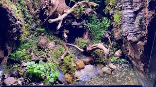 HOW TO MAKE A BIOACTIVE VIVARIUM  FOREST CREEK [upl. by Gladdy]