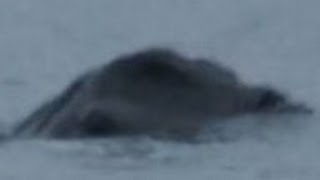 Irish Loch Ness Monster Caught on Camera [upl. by Bobinette]