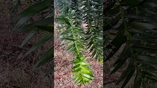 A dangerous Australian tree the bunya pine trees bunyapine pinetrees pinetree [upl. by Jacqui389]