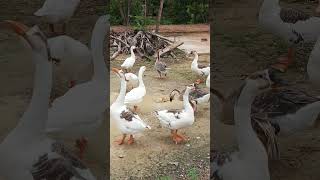 The best geese sounds in their real life shorts animals [upl. by Cila75]