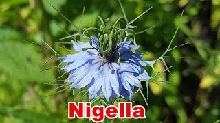 Nigella Damascena Love in a Mist amp Nigella Sativa Kalonji  Flower [upl. by Ah]