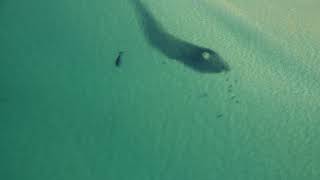 A baitball with a Brydes Whale and sharks at Tuncurry NSW [upl. by Kristof]