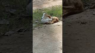 Oyen cat and threestriped cat playing in the grassy area [upl. by Ati]