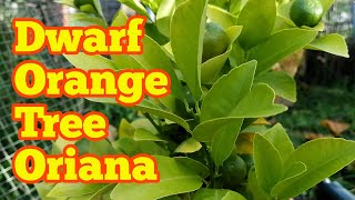 Dwarf Orange Tree Oriana Calamondin In Fruit  Allotment Garden Fruit Orchard [upl. by Sweatt]