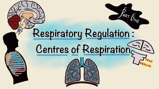 Respiratory Regulation  Part One  Centres of Respiration  Respiratory Physiology [upl. by Artemla]