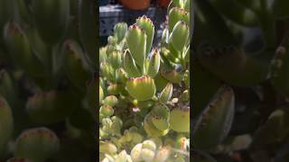 Cotyledon Tomentosa Bear Paw is such a cutie 😊 succulents cotyledon [upl. by Robma]