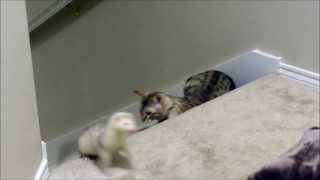 Snow bengal cat plays with ferrets [upl. by Thorny]