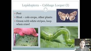 Lepidoptera Intermediates [upl. by Serles]