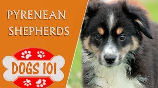 Dogs 101  Pyrenean Shepherds  Top Dog Facts About the Pyrenean Shepherds [upl. by Vadnee]