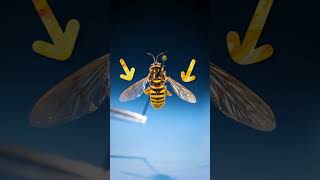 This Insect Is a Wasp Imposter [upl. by Garry]