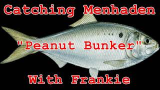 Cast netting Menhaden  Bunker with Frankie  Full Net  Cast net FUN [upl. by Chainey]