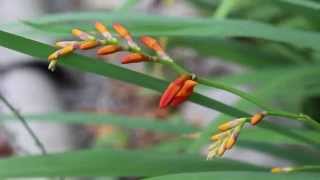 Крокосмия  Монтбреция  Crocosmia  Montbretia [upl. by Eanel856]