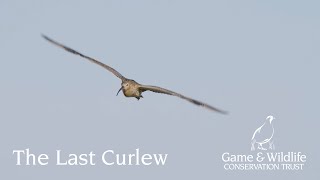 The Last Curlew Action for Curlew Appeal 2024 [upl. by Okimuy]