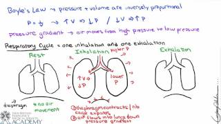 Pulmonary and Alveolar Ventilation [upl. by Kcirderfla]