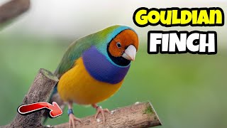 TOP Interesting Facts About The Gouldian Finch 🦜 The Beginners Complete Guide [upl. by Aitnwahs]