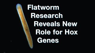 Flatworm research reveals new role for Hox genes [upl. by Faulkner]