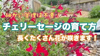 【チェリーセージの育て方】細かい管理は不要！たくさん長い時期花が咲いてくれます！ [upl. by Merrielle]