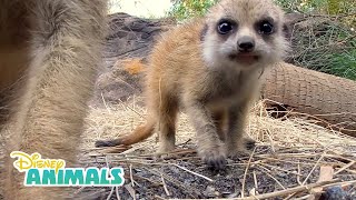 Meerkats  Disney Animals  Disney Junior [upl. by Sherburne]