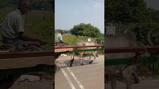 Bullock Cart Video Share My Video [upl. by Ennoryt]