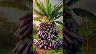 Best skills Breeding eggplant withbananas to get a unique and wonderful fruit fruitseggplant [upl. by Neeruan]