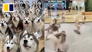 100 huskies escape from pet cafe in China [upl. by Ardnuasal766]