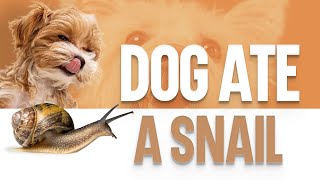 My Dog Ate A Snail  What Should I Do [upl. by Arev]