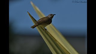 Brown Honeyeater [upl. by Hplar]