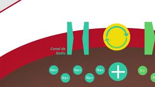 03 POTENCIAL DE ACCIÓN NEURONAL [upl. by Menon]