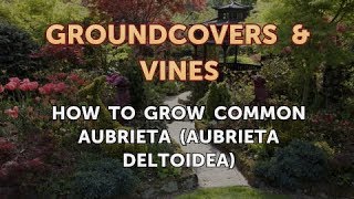 How to Grow Common Aubrieta Aubrieta Deltoidea [upl. by Nirtiak960]