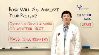 Protein Analysis  Gel Staining Western or Mass Spec [upl. by Kindig]