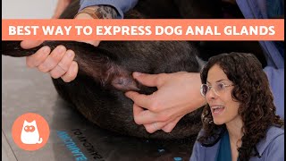 When to EMPTY Your DOGS ANAL GLANDS 🐶😅 How to EXPRESS Anal Glands in Dogs [upl. by Adnoma]