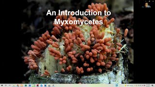 An Introduction to Myxomycetes Slime Molds  Steve Stephenson MAWDC 8321 [upl. by Durrett]