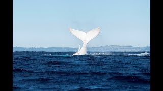 Migaloo  White Whale spotted on board Spirit [upl. by Marte747]