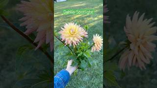 Revealing the Beauty of an Exclusive Dahlia Variation [upl. by Russell]