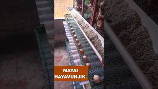 Faida za Economy Chicken CAGES MAYAI HAYAVUNJIKI [upl. by Levy143]