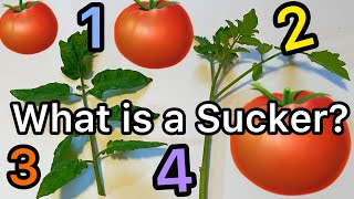 Know the 4 Parts of a Tomato Plant to Grow Tomatoes Successfully to Produce Fruit Container Garden [upl. by Amis762]