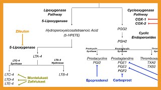 Arachidonic Acid Pathway Prostaglandins Prostacyclins Thromboxanes amp Leukotrienes [upl. by Chessy659]