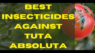 Best insecticides against Tuta AbsolutaThe only solution that works [upl. by Notgnirra309]