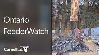 Live Boreal Birds at the Ontario FeederWatch Cam Cornell Lab  Powered by PerkyPet [upl. by Nesto451]